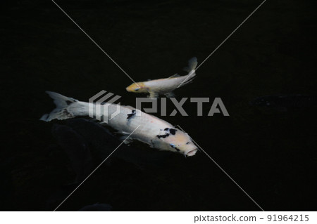 生活在日本池塘里的鯉魚 生活在日本池塘里的鯉魚 91964215
