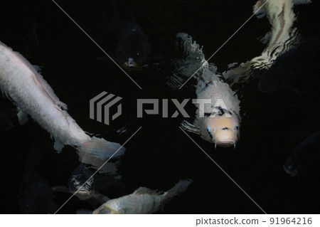 Carp living in a Japanese pond Carp living in a Japanese pond 91964216