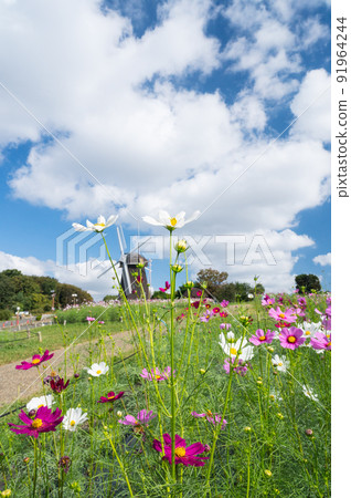 大阪花博紀念公園秋季代表花波斯菊/ 91964244