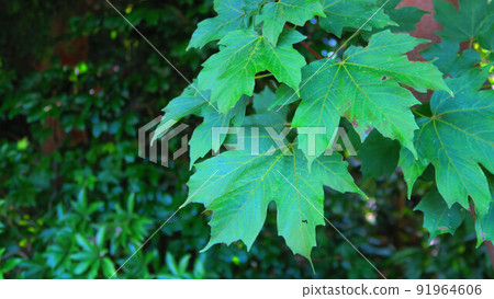 Landscape with leaves of Acer diabolicum 91964606