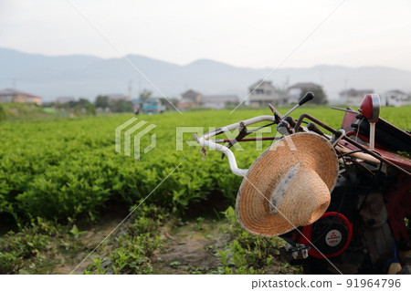 在靛藍染色的產地德島的靛藍田收穫靛藍葉 91964796