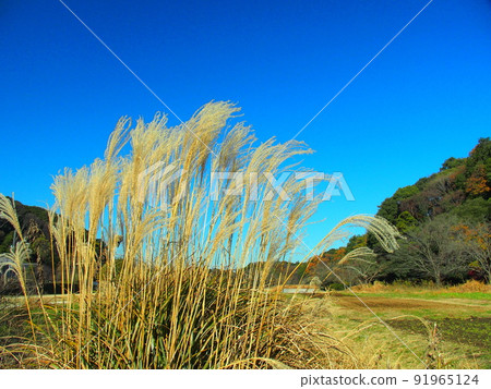 21世紀森林和枯芒廣場 91965124