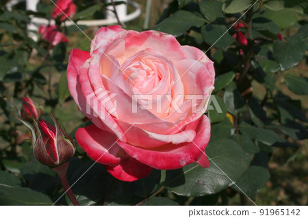 Rose pink gradation 91965142