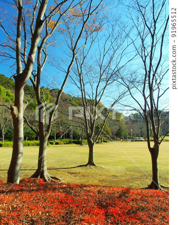 21 世紀的森林和冬季廣場景觀與秋葉 21 世紀的森林和冬季廣場景觀與秋葉 91965512