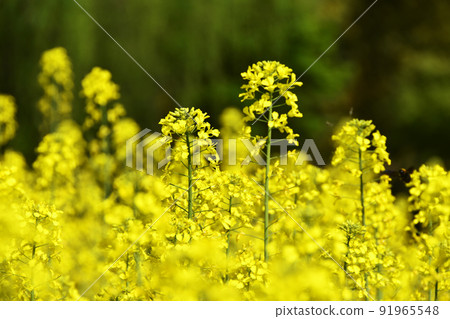 強姦開花 強姦開花 91965548