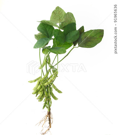 Freshly picked edamame with branches Freshly picked edamame with branches 91965636