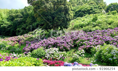 Hydrangea in full bloom [Katahara Onsen Hydrangea Village/Gamagori City, Aichi Prefecture] 91966254