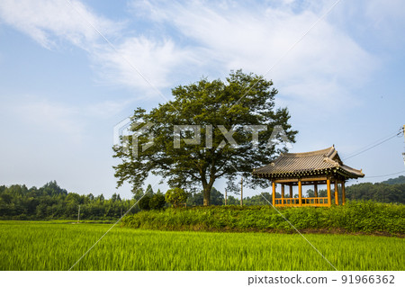 A leisurely green light rural summer field 91966362