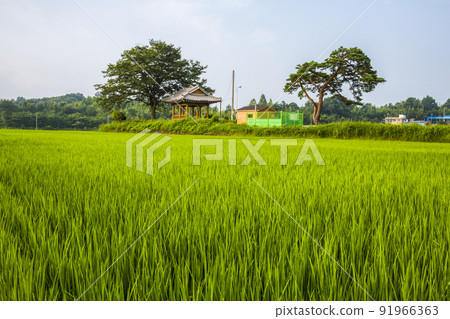 A leisurely green light rural summer field 91966363