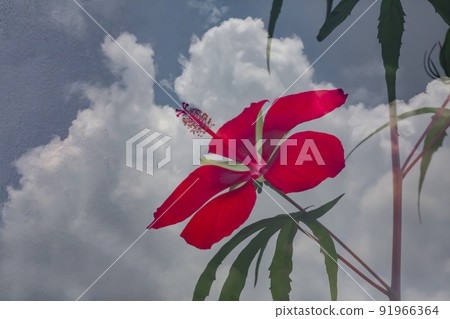 red tall water mugunghwa flower growing towards the sky red tall water mugunghwa flower growing towards the sky 91966364