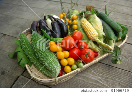 Harvesting colorful summer vegetables in an organic kitchen garden is delicious until autumn 91966719