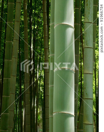 Bamboo Bamboo color Bamboo section 91966784