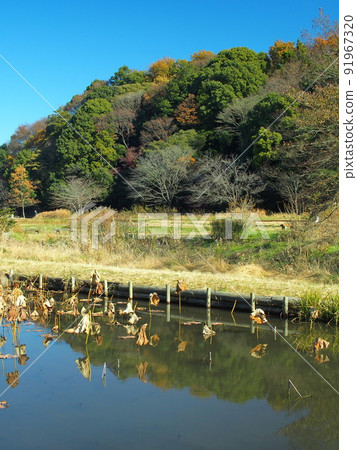 Satoyama landscape with lotus pond in winter Satoyama landscape with lotus pond in winter 91967320