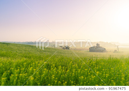 安城牧場的早晨 安城牧場的早晨 91967475