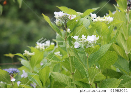 Gaku hydrangea Gaku hydrangea 91968051