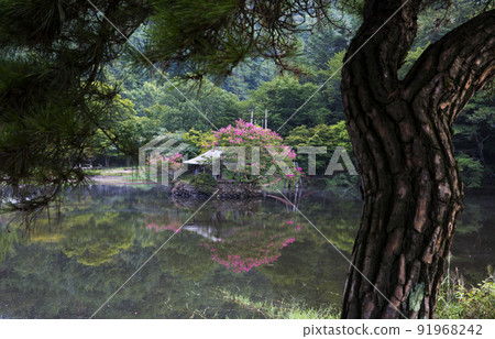 森林公園順天一日遊鎮的紅蘗花 森林公園順天一日遊鎮的紅蘗花 91968242