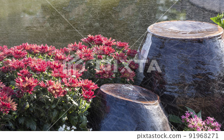 Red Chrysanthemum flower and Jangdokdae in the rain Red Chrysanthemum flower and Jangdokdae in the rain 91968271