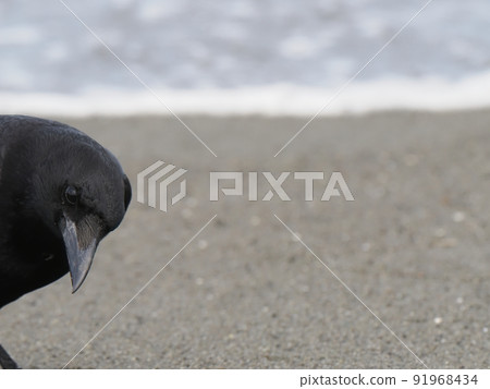 一隻烏鴉在看左邊的海灘上的東西 91968434