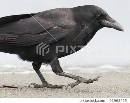 走在沙子的烏鴉 91968435