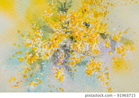 Mimosa watercolor painting 91968715