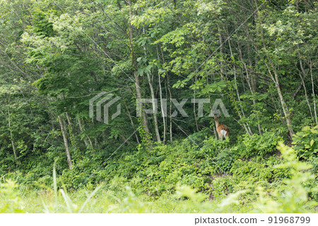 Wild sika deer female in the forest 91968799