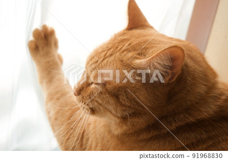 一隻貓在窗邊手拉窗簾 91968830