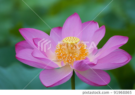 蓮花8365 91968865