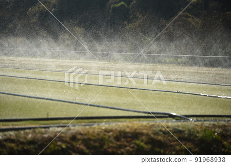 Cultivation of bent turf Sprinkler start 91968938