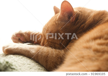 A cat sleeping by reaching for a window A cat sleeping by reaching for a window 91969105