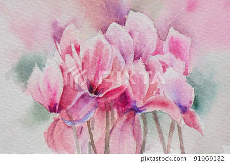 仙客來水彩畫 91969182