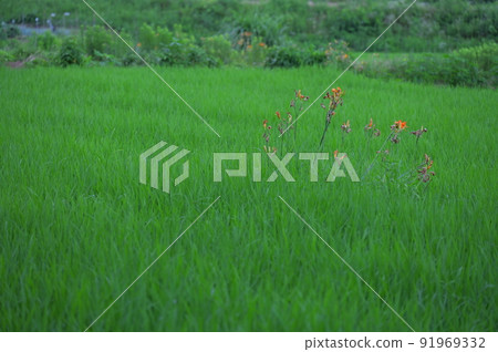染成綠色的稻田景觀 染成綠色的稻田景觀 91969332