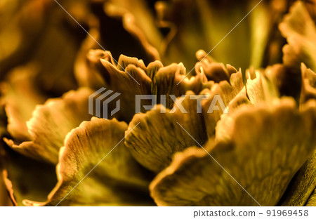 Abstract floral background, orange carnation flower. Macro flowers backdrop for holiday brand design 91969458