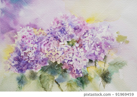 Hydrangea watercolor painting 91969459
