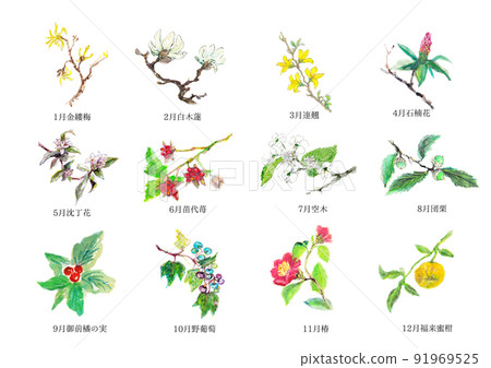 四時野草插畫枝花12個月 四時野草插畫枝花12個月 91969525