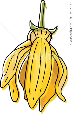 Abstract of climbing ylang-ylang flower. (Scientific name Artabotrys hexapetalus) Abstract of climbing ylang-ylang flower. (Scientific name Artabotrys hexapetalus) 91969687