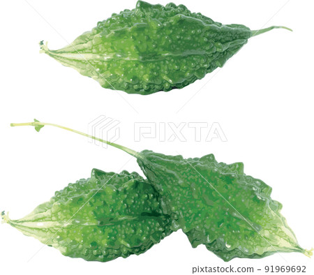 The Bitter Cucumber, Balsum Pear. (Scientific name Momordica charantia) 91969692