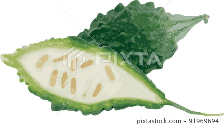 The Bitter Cucumber, Balsum Pear. (Scientific name Momordica charantia) 91969694