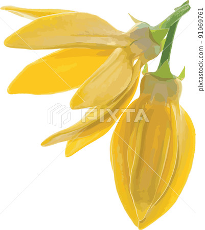 Abstract of climbing ylang-ylang flower. (Scientific name Artabotrys hexapetalus) 91969761
