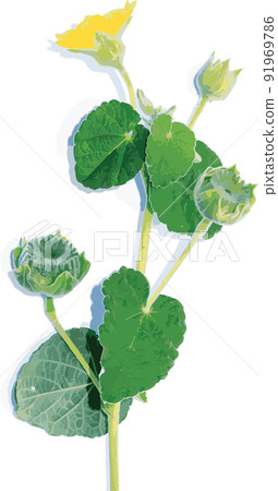 Abstract the Country mallow, Indian mallow flower with shadow. (Scientific name Abutilon indicum (L.) Sweet) 91969786