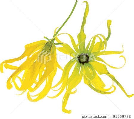 Abstract of Ylang-Ylang flower. (Scientific name Cananga fruticosa) Abstract of Ylang-Ylang flower. (Scientific name Cananga fruticosa) 91969788