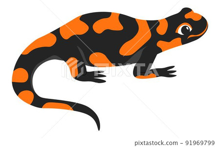 Salamander amphibian animal, crawling creature 91969799