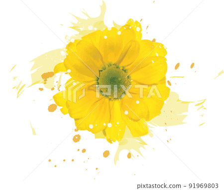 Abstract of yellow Chrysanthemum flower with color spread background. Abstract of yellow Chrysanthemum flower with color spread background. 91969803