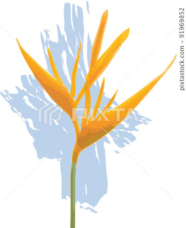 Abstract the Heliconia flower on white with blue color background Abstract the Heliconia flower on white with blue color background 91969852