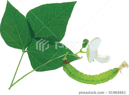 Abstract the Wing bean plant. (Scietific name Psophocarpus tetragonolobus) Abstract the Wing bean plant. (Scietific name Psophocarpus tetragonolobus) 91969861