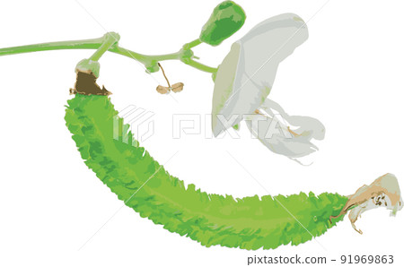 Abstract the Wing bean plant. (Scietific name Psophocarpus tetragonolobus) Abstract the Wing bean plant. (Scietific name Psophocarpus tetragonolobus) 91969863