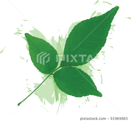 Abstract of Bengal Quince leaf with color spread on white background. (Scientific name Aegle marmelos Correa) Abstract of Bengal Quince leaf with color spread on white background. (Scientific name Aegle marmelos Correa) 91969865
