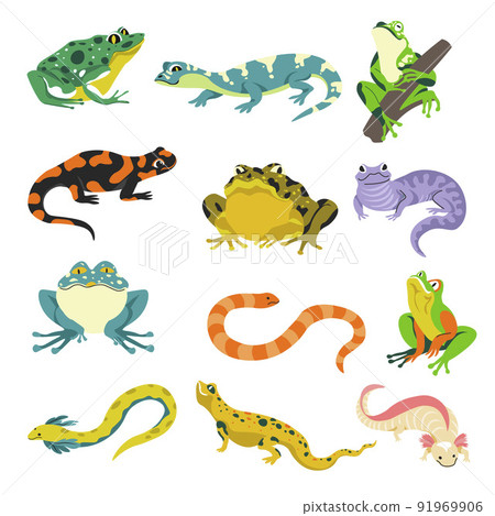 Amphibians snakes and lizards, frogs and iguana 91969906