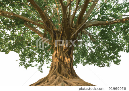 Abstract the Sacred fig Tree, The peepal tree, Peepul of India, Pipal tree. (Scietific name Ficus religiosa) Abstract the Sacred fig Tree, The peepal tree, Peepul of India, Pipal tree. (Scietific name Ficus religiosa) 91969956