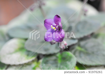Begonia or Begonia Non Stop Mocca or Begonia maculata ,Begonia Maculata Wightii or succulent or purple flower Begonia or Begonia Non Stop Mocca or Begonia maculata ,Begonia Maculata Wightii or succulent or purple flower 91970261