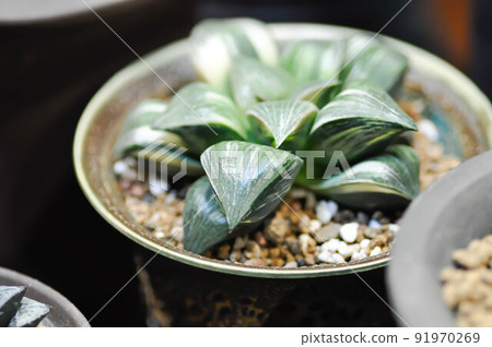 Haworthia ,Haworthia tsukikage or cactus or succulent Haworthia ,Haworthia tsukikage or cactus or succulent 91970269